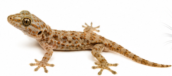 Lizard