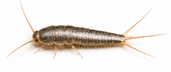 Silverfish