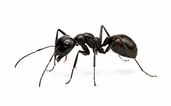 Black Ants