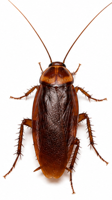 American Cockroach