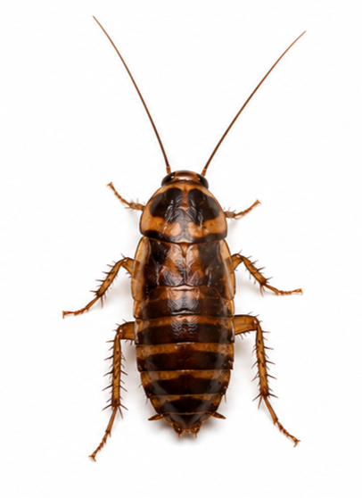 Brown-banded Cockroach