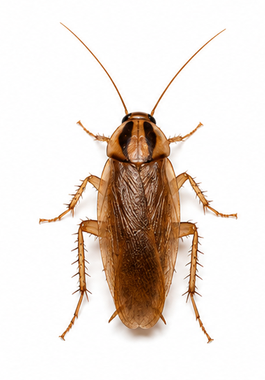 German Cockroach