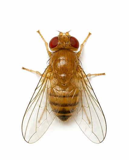 Fruit Fly