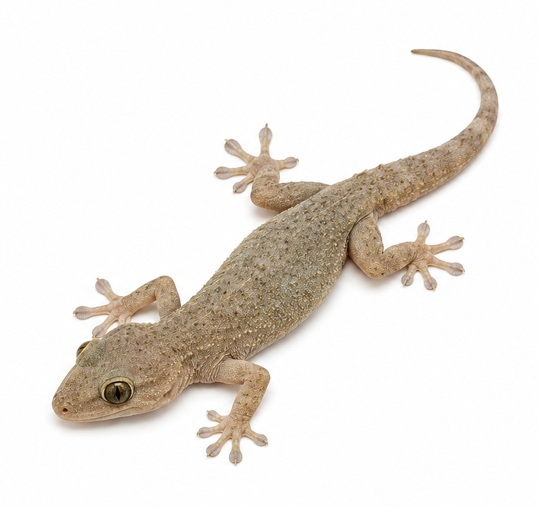 Common House Gecko