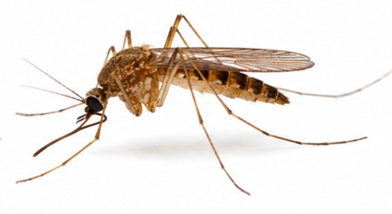 Anopheles Mosquito