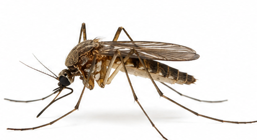 Culex Mosquito