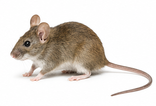 House Mouse