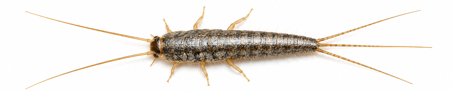 Common Silverfish